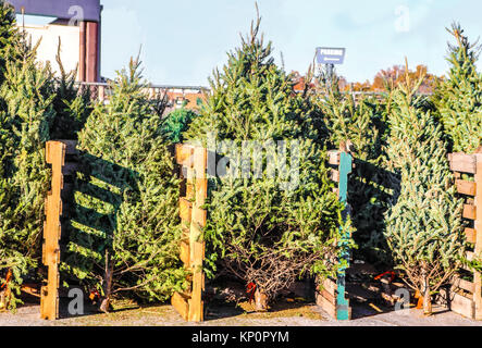 Live Christmas trees for sale in a city lot arranged according to size and type Stock Photo