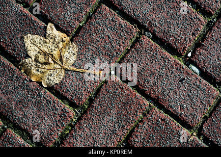 Dead Autumn Leaf on Block Paving Road Stock Photo