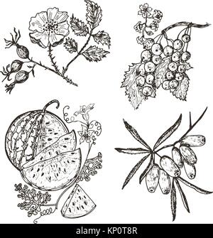 Set berries. red currants, sea buckthorn, dog-rose, watermelon. engraved hand drawn in old sketch, vintage style. Holiday decor elements. vegetarian fruit botany. Stock Vector