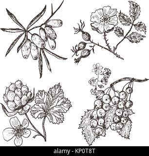 Set berries. sea buckthorn, red currants, cloudberry, dog-rose. engraved hand drawn in old sketch, vintage style. Holiday decor elements. vegetarian fruit botany. Stock Vector