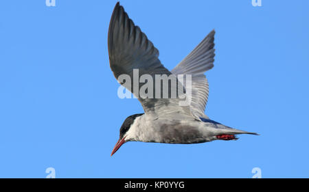 A Whiskered Tern, Chlidonias hybrida, in flight with blue sky background Stock Photo