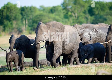 African elephant group (Loxodonta africana) with females and young foraging in the savanna. Hwange National Park, Zimbabwe.