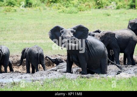 African elephant group (Loxodonta africana) drinking and having a mud bath at a watehole. Hwange National Park, Zimbabwe.
