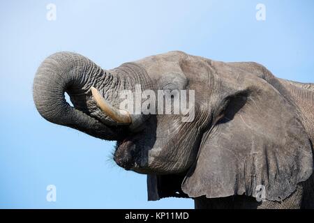 African elephant portrait (Loxodonta africana) drinking at a watehole. Hwange National Park, Zimbabwe.