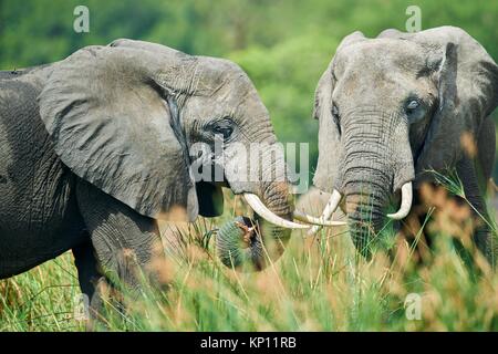African elephant (Loxodonta africana) feeding on vegetation. Murchisson Falls National Park, Uganda.