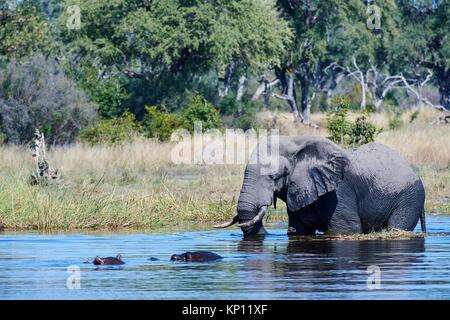 African elephant bull (Loxodonta africana) crossing Khwai river in front of Hippopotamus (Hippopotamus amphibius), Khwai River Game Reserve,