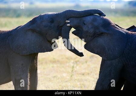 Two African elephant juveniles sparring (Loxodonta africana), Duba Plains, Okavango Delta, Botswana, Southern Africa.