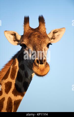 Giraffe portrait (Giraffa camelopardalis angolensis). Moremi National Park, Okavango Delta, Botswana, Southern Africa.