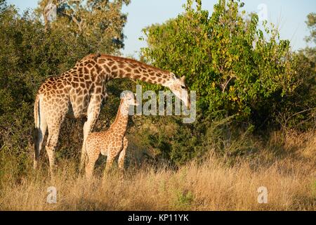 Giraffe female and calf (Giraffa camelopardalis angolensis). Moremi National Park, Okavango Delta, Botswana, Southern Africa.