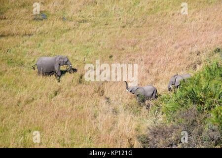 Aerial view of African elephants (Loxodonta africana) wading through the swamp, a calf is greeting, Okavango delta, Botswana, Africa.
