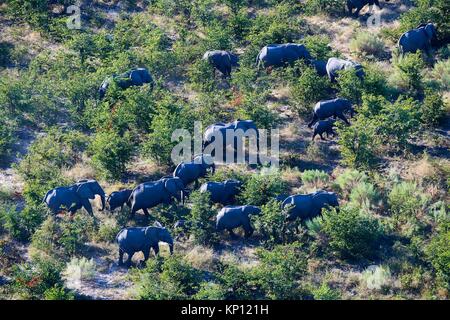 Aerial view of herd of African elephants (Loxodonta africana) walking on dry land, Okavango delta, Botswana, Africa.