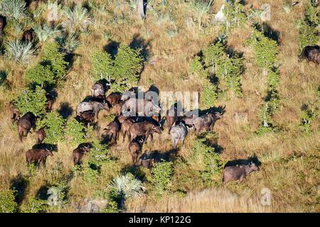 Aerial view of herd of African buffalo (Syncerus caffer) grazing, Okavango Delta, Botswana, Africa.