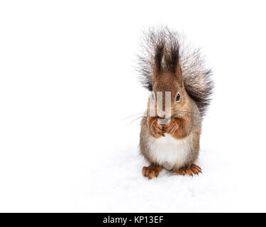 red cute squirrel with fluffy fur sitting on snow and eating nut Stock Photo
