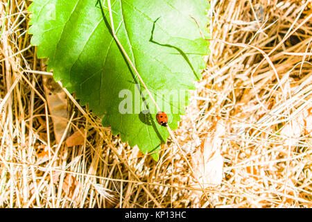 The ladybug sits on a green leaf. The yellow grass grows around Stock Photo