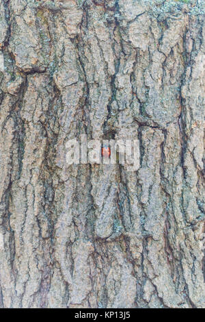 The ladybird crawls along the tree to the top. Black spots on the ladybug Stock Photo