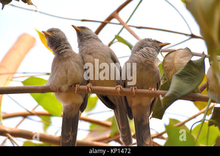 Three Jungle Babblers or Turdoides striata perched on the branch of a Jamun tree. Stock Photo