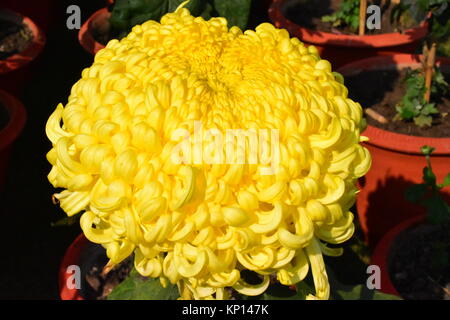 A beautiful yellow chrysanthemum in full bloom at the Annual Chrysanthemum show at Terraced Garden, Chandigarh, India. Stock Photo