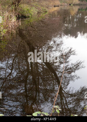 reflection of tree branch in water lake surface background; essex; england; uk Stock Photo