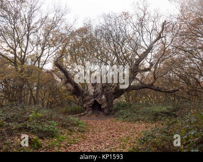 old knobbley full frontal view old famous landmark oak tree forest autumn winter mistley furze hills; essex; england; uk Stock Photo