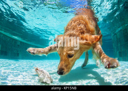 Golden labrador retriever puppy in swimming pool has fun. Dog jump, dive underwater to fetch ball. Dog training classes, active games with family pets Stock Photo