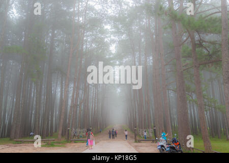 Chiangmai, Thailand - November 24, 2017: Tourists sightseeing at garden of pine trees at Suan Son Bo Kaew in Hot, Chiangmai, Thailand Stock Photo