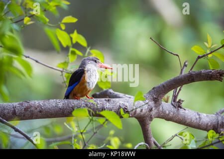 Grey-headed kingfisher in Kruger national park, South Africa ; Specie Halcyon leucocephala family of Alcedinidae Stock Photo