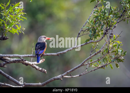 Grey-headed kingfisher in Kruger national park, South Africa ; Specie Halcyon leucocephala family of Alcedinidae Stock Photo