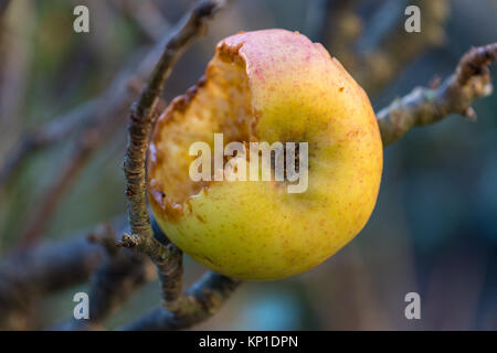 Apple on a tree mostly eaten by birds Stock Photo