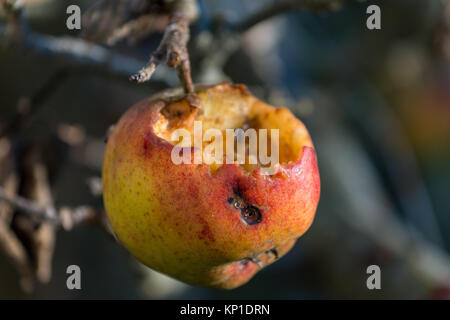 Apple on a tree mostly eaten by birds Stock Photo