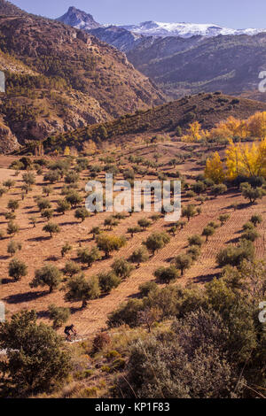 Afternoon cycle in Sierra Nevada National Park, Granada, Spain - view on the mountain peaks covered in snow and olive tree fields Stock Photo