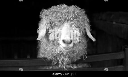 Angora goat Black and White Stock Photos & Images - Alamy