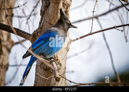 Steller's Jay (Cyanocitta stelleri) on a tree branch in Oak Creek Canyon, Arizona Stock Photo