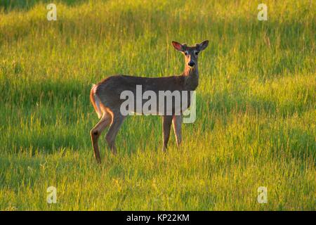 White-tailed deer (Odocoileus virginianus), Kootenai National Wildlife Refuge, Idaho.