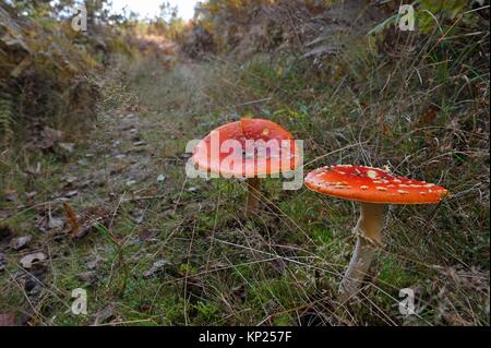 Amanita muscaria, commonly known as the fly agaric or fly amanita, Forest of Rambouillet, Haute Vallee de Chevreuse Regional Natural Park, Yvelines