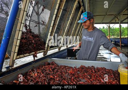 Crayfish farm near Beaumont Texas United States of America