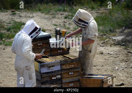 Manuka honey beekeepers from the Steens Manuka company checking on the beehives in the Southern Wairarapa region of New Zealand. Stock Photo