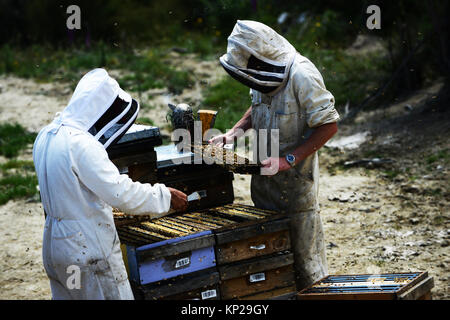 Manuka honey beekeepers from the Steens Manuka company checking on the beehives in the Southern Wairarapa region of New Zealand. Stock Photo