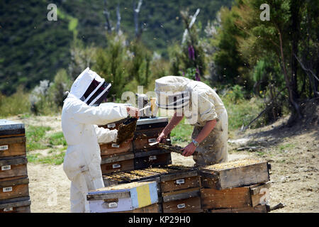 Manuka honey beekeepers from the Steens Manuka company checking on the beehives in the Southern Wairarapa region of New Zealand. Stock Photo