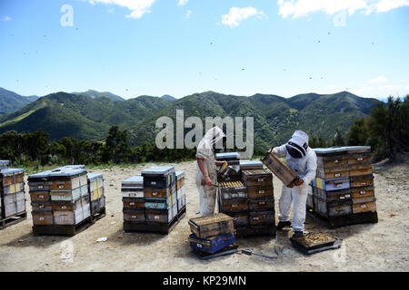 Manuka honey beekeepers from the Steens Manuka company checking on the beehives in the Southern Wairarapa region of New Zealand. Stock Photo