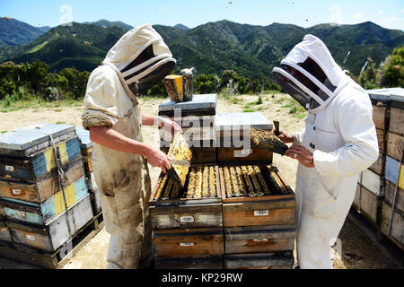 Manuka honey beekeepers from the Steens Manuka company checking on the beehives in the Southern Wairarapa region of New Zealand. Stock Photo