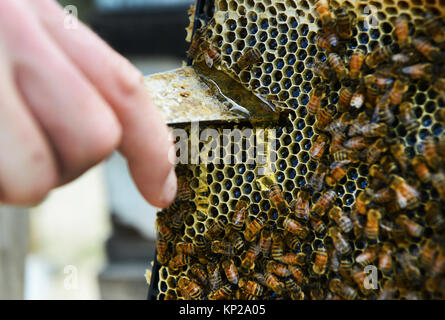 Manuka honey beekeepers from the Steens Manuka company checking on the beehives in the Southern Wairarapa region of New Zealand. Stock Photo