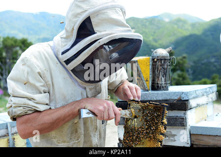 Manuka honey beekeepers from the Steens Manuka company checking on the beehives in the Southern Wairarapa region of New Zealand. Stock Photo