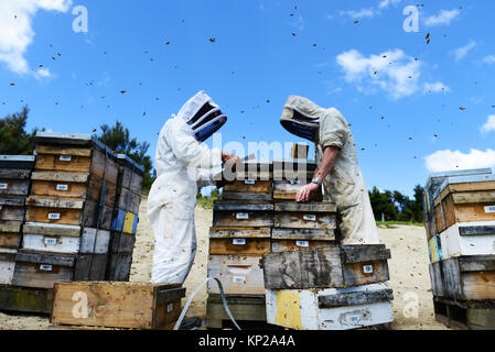 Manuka honey beekeepers from the Steens Manuka company checking on the beehives in the Southern Wairarapa region of New Zealand. Stock Photo