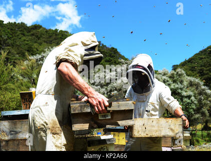 Manuka honey beekeepers from the Steens Manuka company checking on the beehives in the Southern Wairarapa region of New Zealand. Stock Photo