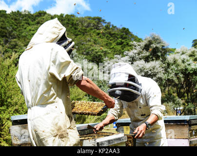 Manuka honey beekeepers from the Steens Manuka company checking on the beehives in the Southern Wairarapa region of New Zealand. Stock Photo