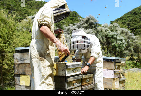 Manuka honey beekeepers from the Steens Manuka company checking on the beehives in the Southern Wairarapa region of New Zealand. Stock Photo