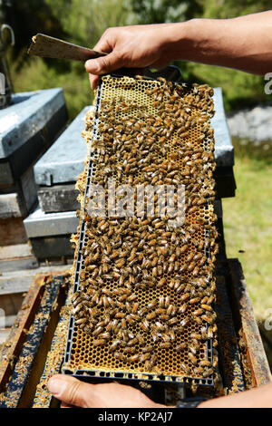 Manuka honey beekeepers from the Steens Manuka company checking on the beehives in the Southern Wairarapa region of New Zealand. Stock Photo