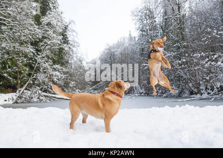Fox red labradors catch snowballs at Soudley Ponds in the Forest of Dean near Cinderford as cold weather hits Britain. Stock Photo