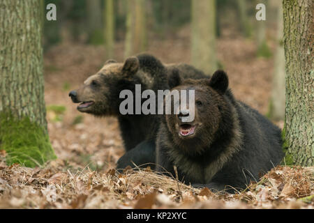 Brown Bears / Braunbaeren ( Ursus arctos ), two siblings, young, adolescent, lying, playing together in an autumnal broadleaf forest, Europe. Stock Photo