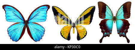 Set of beautiful butterflies isolated on a white Stock Photo